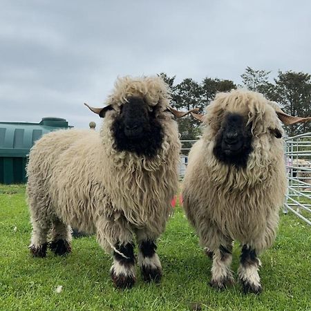 Вілла Glampods Glamping Pod - Meet Highland Cows And Sheep Елгін Екстер'єр фото