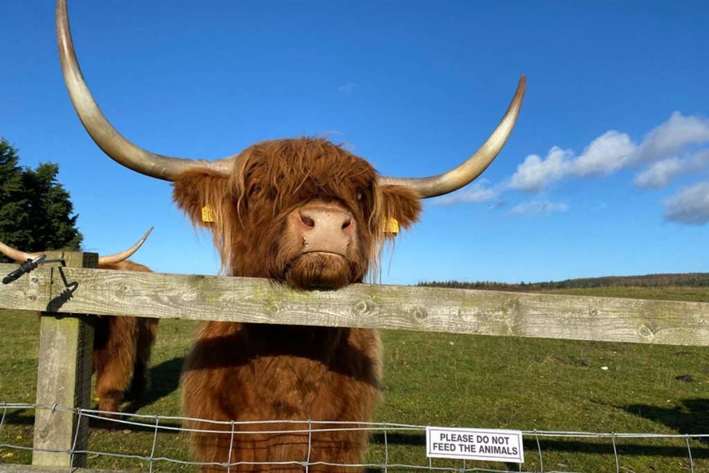 Вілла Glampods Glamping Pod - Meet Highland Cows And Sheep Елгін Екстер'єр фото