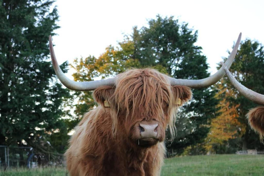 Вілла Glampods Glamping Pod - Meet Highland Cows And Sheep Елгін Екстер'єр фото