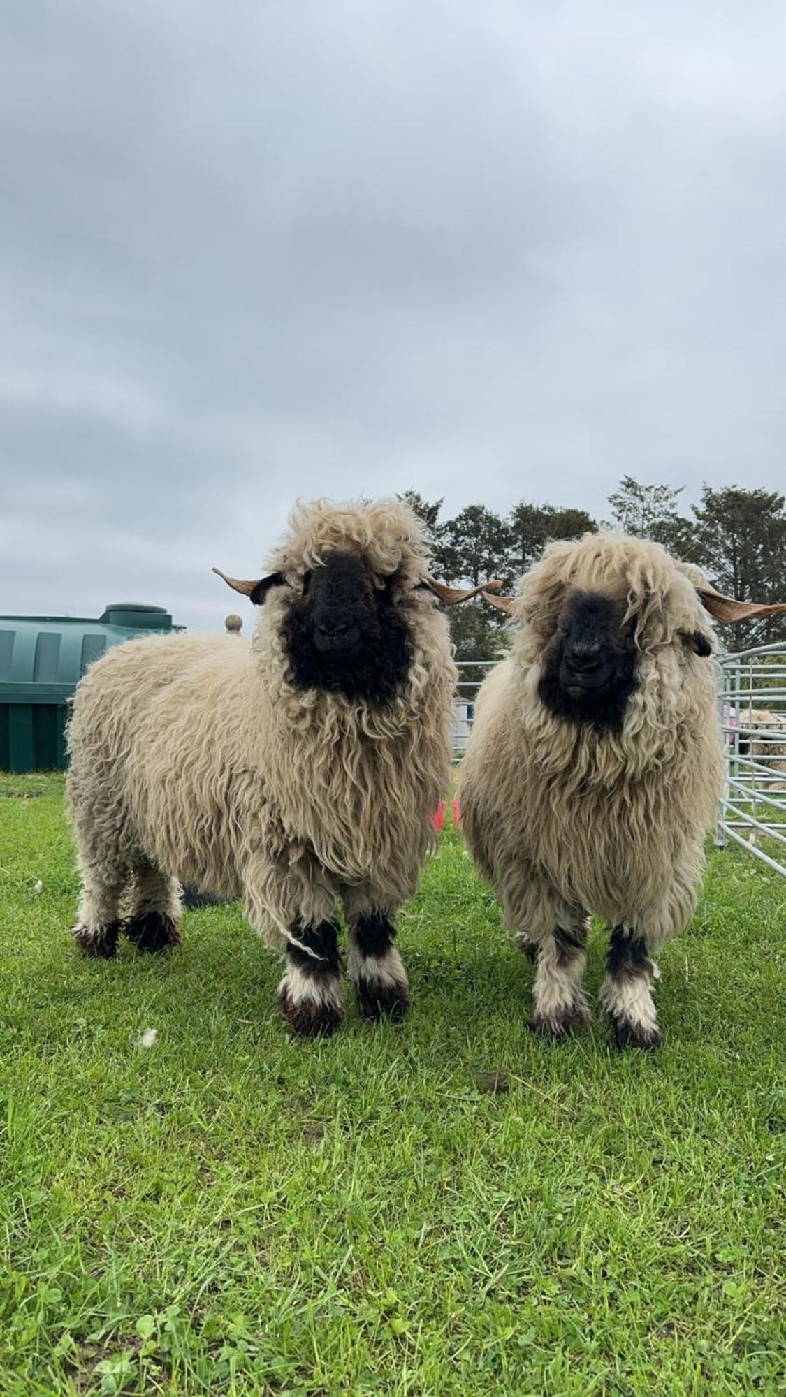 Вілла Glampods Glamping Pod - Meet Highland Cows And Sheep Елгін Екстер'єр фото